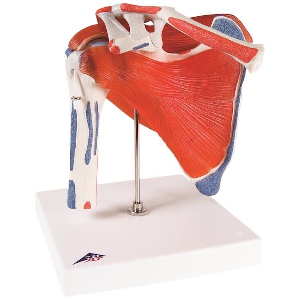 Anatomical Model - Shoulder Joint with Rotator Cuff